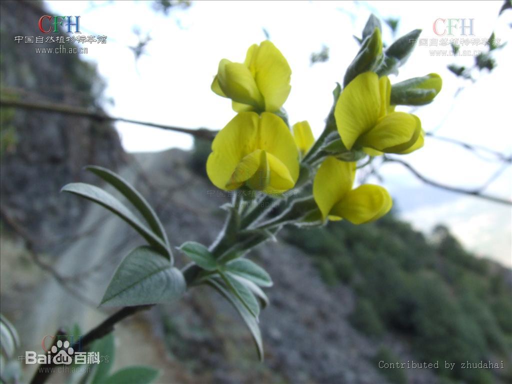 花木