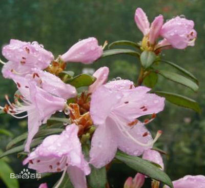 单花杜鹃