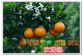 新立镇(重庆市忠县下辖镇)