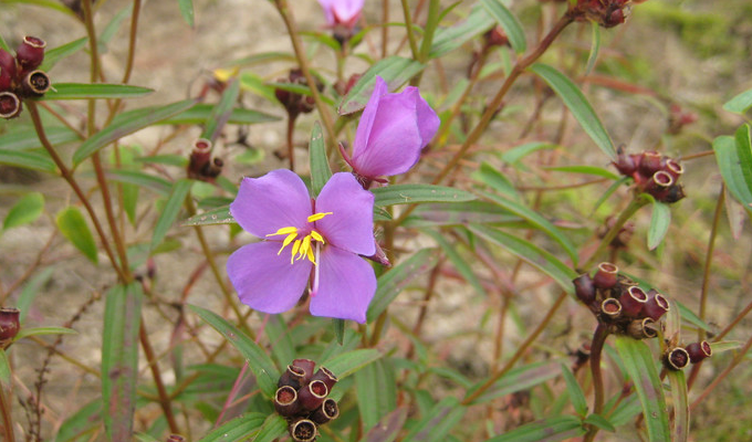 金锦香属(学名:osbeckia)是野牡丹科下的一个属,为草本植物,稀为亚
