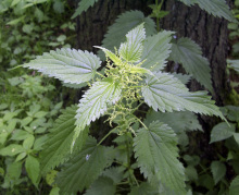 荨麻草的毒性图片