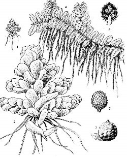 满江红(原变种)