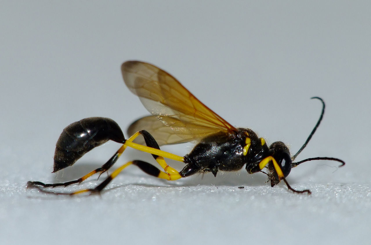 膜翅目,又名似我蜂,蜾蠃(hymenoptera)泥蜂科(sphecidae)泥蜂亚科