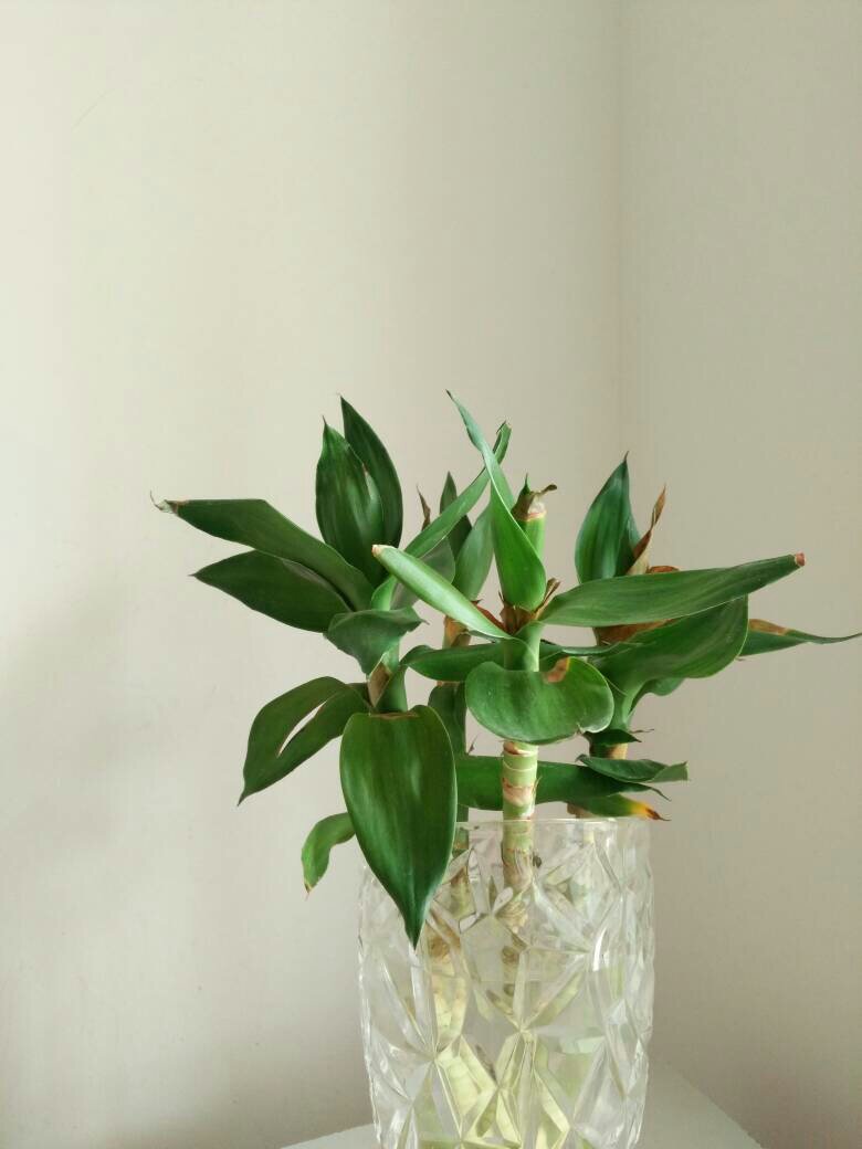 这是什么植物,该怎么养