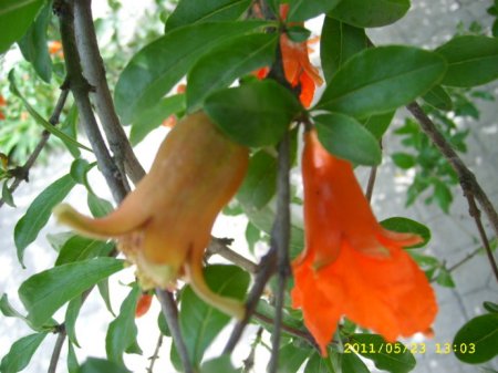 石榴怎么区分雌花和雄花?