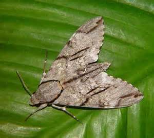 霜降天蛾 psilogramma increta  (walker 1864)