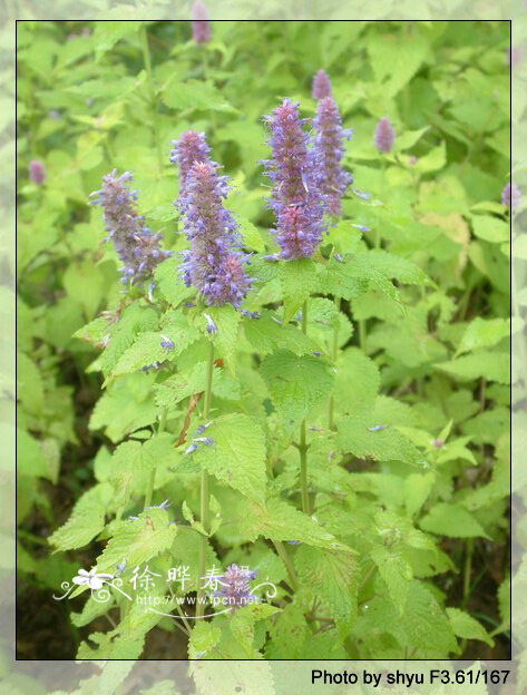 请问这是什么植物,茎是四方的绿色,挺硬的;叶子绿色边缘有锯齿,茎叶