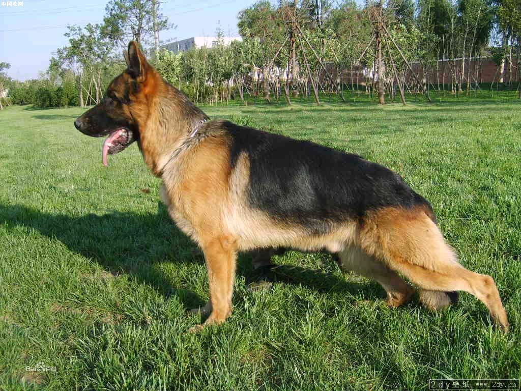 伊斯特拉牧羊犬
