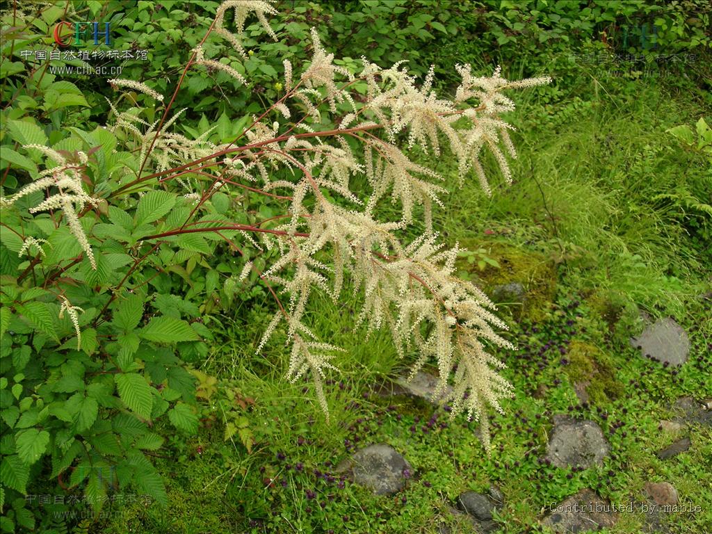 云南升麻(学名:cimicifuga yunnanensis),为双子叶植物纲,毛茛科,升麻