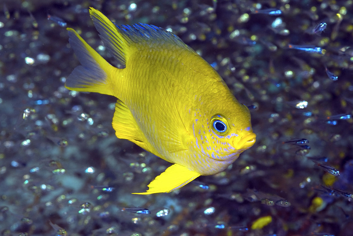 雀鲷科(pomacentridae)是硬骨鱼纲鲈形目的一科海产小型鱼类的统称,约
