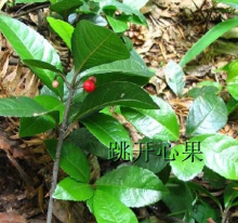 不出林|4|27