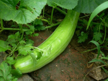 菜瓜(变种) cucumismelol.var. conomon(thunb.