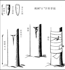 桃树嫁接 桃树嫁接温度多少合适