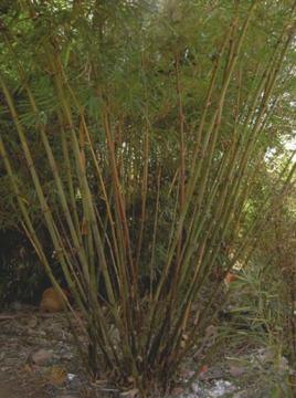 香竹属