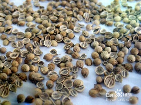 怎样种好香菜(图解)