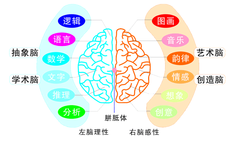 左脑和右脑区分图图片