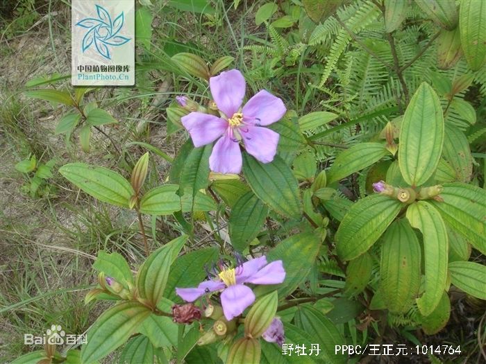 野牡丹不是牡丹花的野生品种,而是另一种植物.