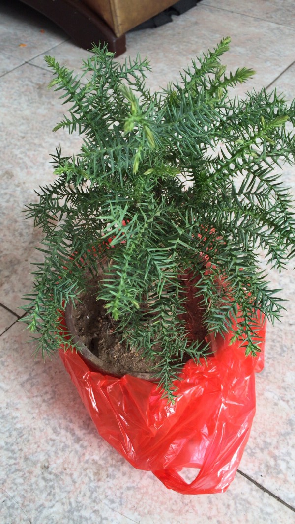 有爱花的朋友知道这是什么树吗?好像是杉树品种,盆景类的