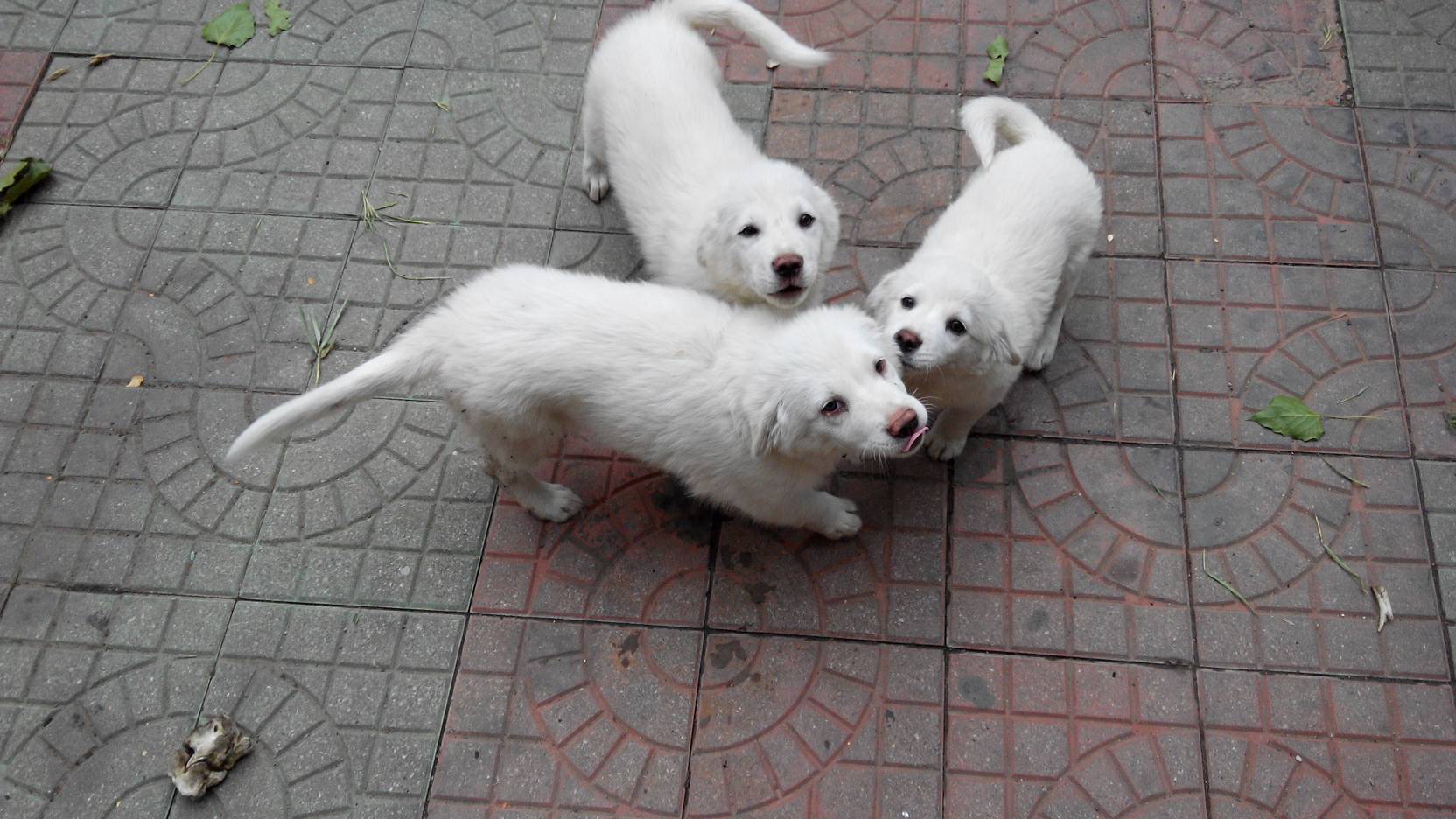 犬类高手进,看看这三只小白狗是什么品种,这三只小狗不爱叫,洗澡很乖