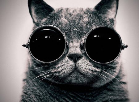 戴墨镜的猫 跪求高清原图!图给我 100积分拿走!