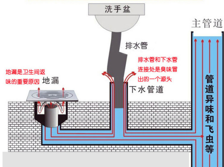 二,还有一种可能是来自洗脸盆的管道返味.具体见下图描述.