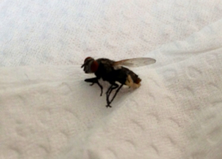 苍蝇肚子里有白色小虫出来,那小虫是什么?