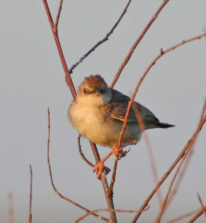 淡顶扇尾莺,cisticola brunnescens,雀形目鹟科扇尾莺属的一种鸟类.