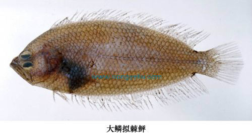 macrolepidotus (hubbs, 1915),为棘鲆科,拟棘鲆属的一种鱼类