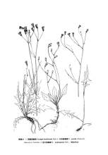 顶戟黄鹌菜