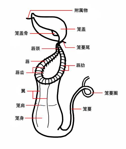 猪笼草