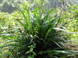 鼻血草