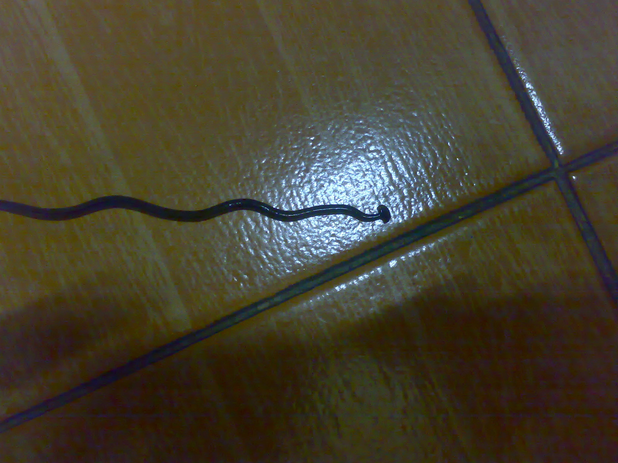 9 2014-01-06 这是什么虫 2 2011-04-14 这是什么虫子?