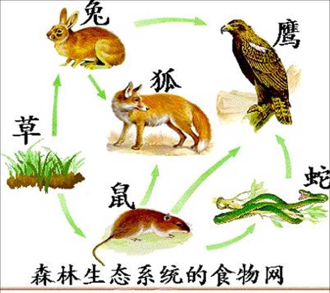 一个草原生态系统中有草,兔,鼠,蛇,狐,鹰等生物,请回答下列问题
