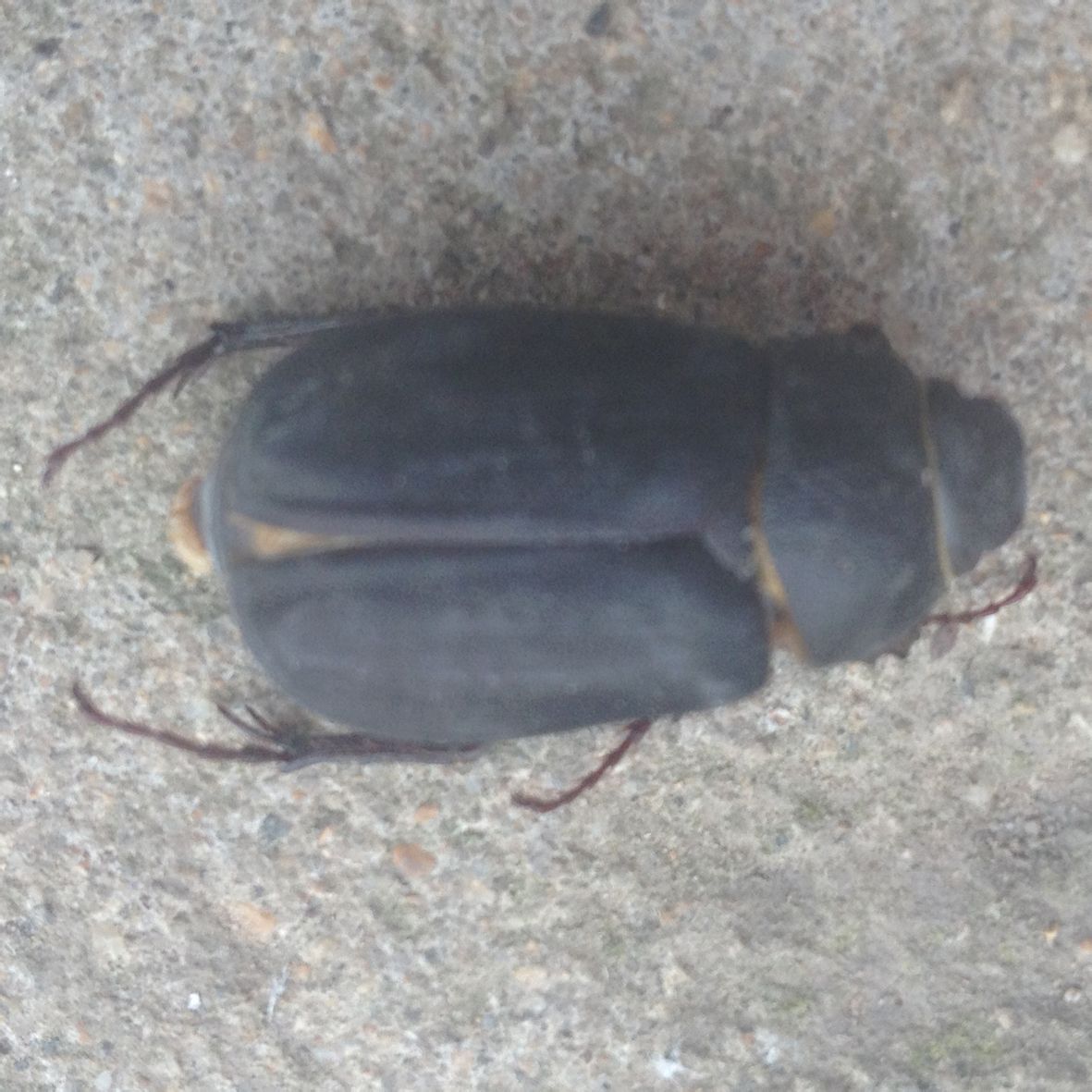 甲壳虫 评论| 0 0  2012-07-09 08:19 亿仁德康|二级 屎克郎 评论| 0