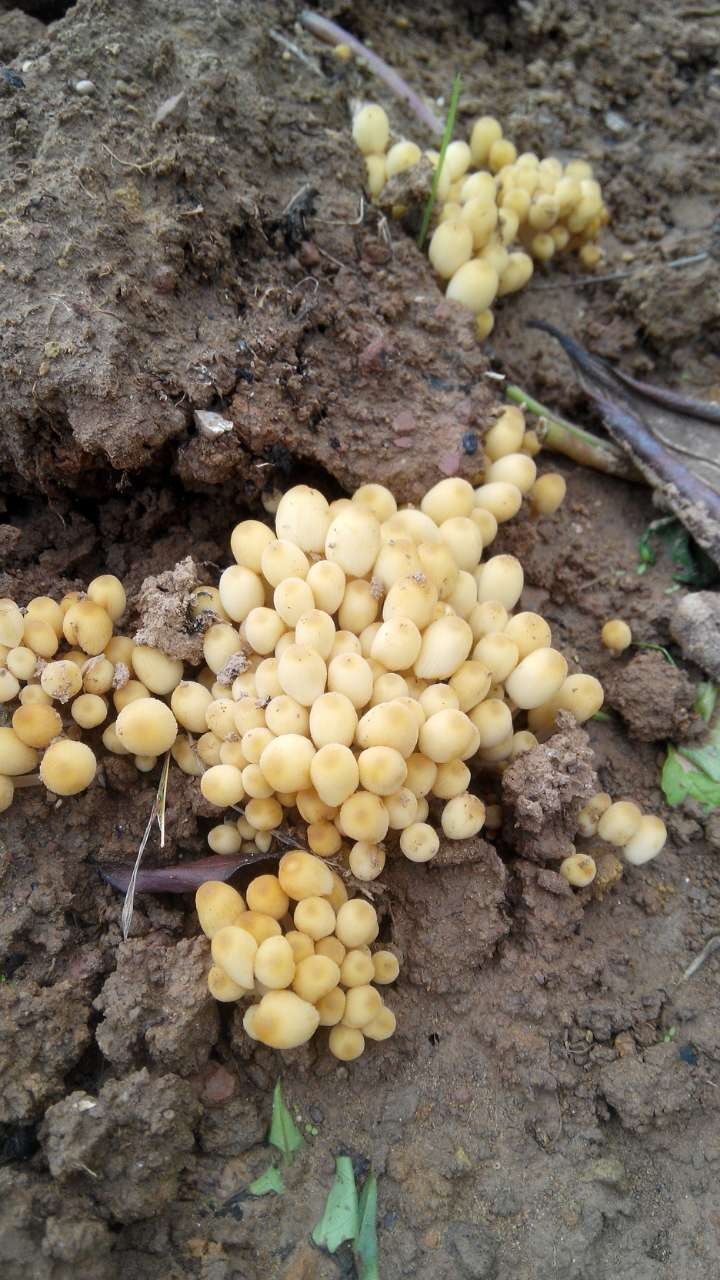 这个是野生金针菇吗?长在地边的