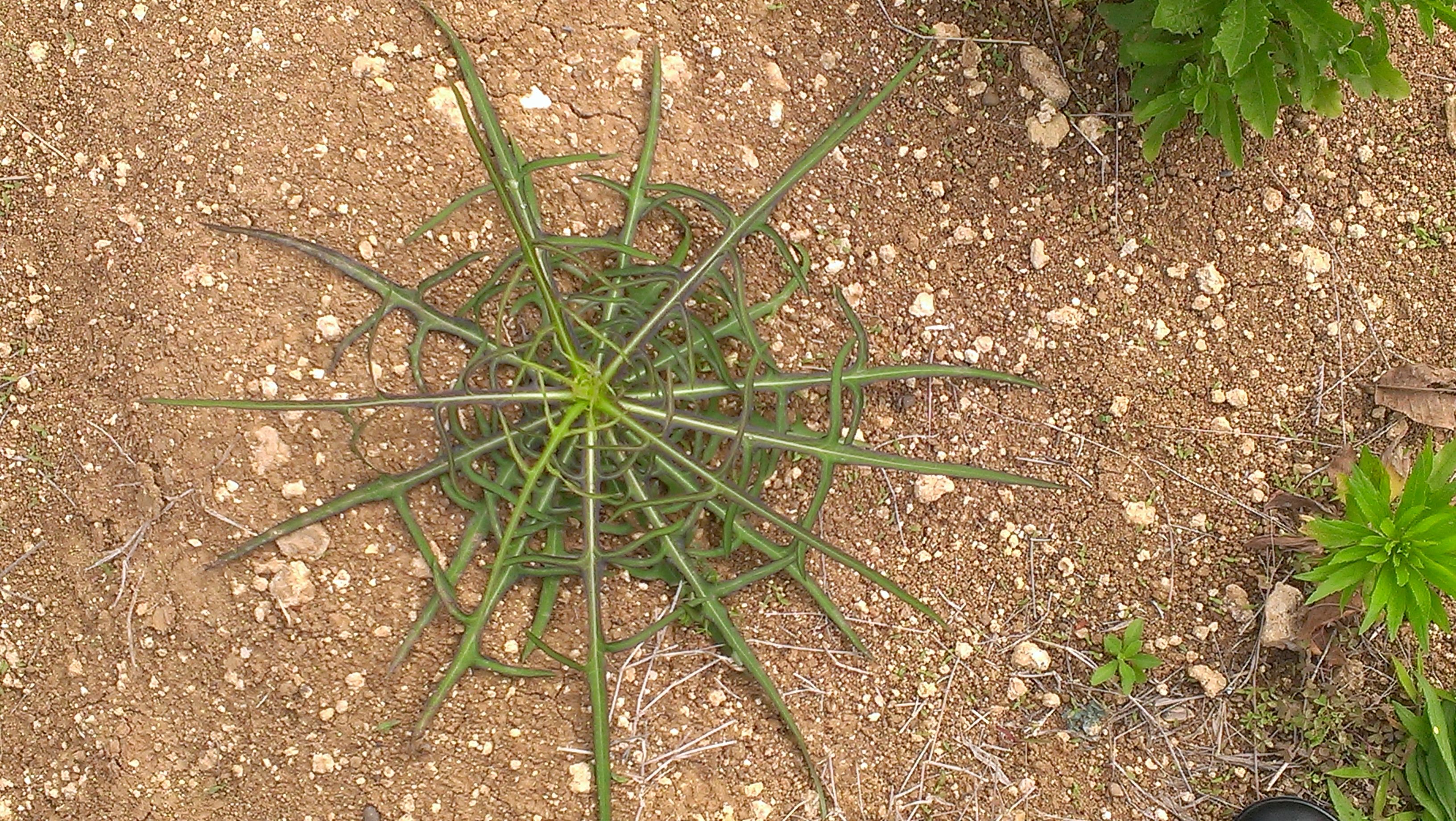 最近在本地发现一种奇怪的植物,没有叶子,趴地生产,成环形,请教高手