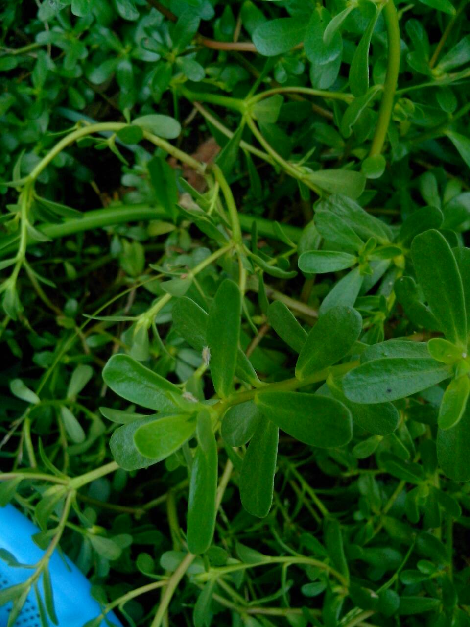 这是马汉菜还是革命草呀