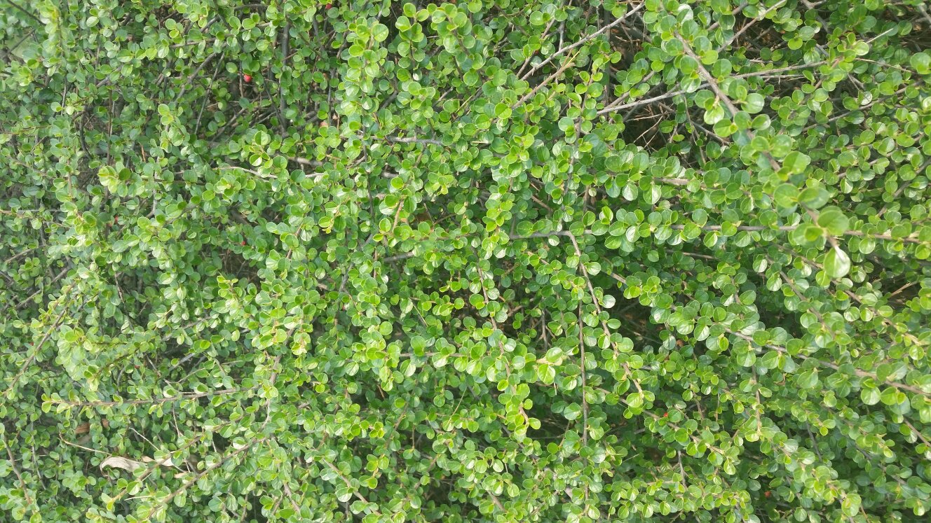 图片中的植物叫什么名字?多年生藤本,匍匐枝,结小红果