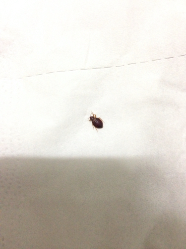 床虫 床虫是怎么产生的