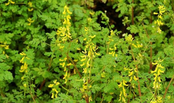 黄堇,学名:corydalis pallida(thunb.